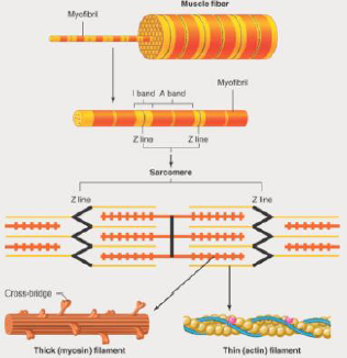 Sarcomeere