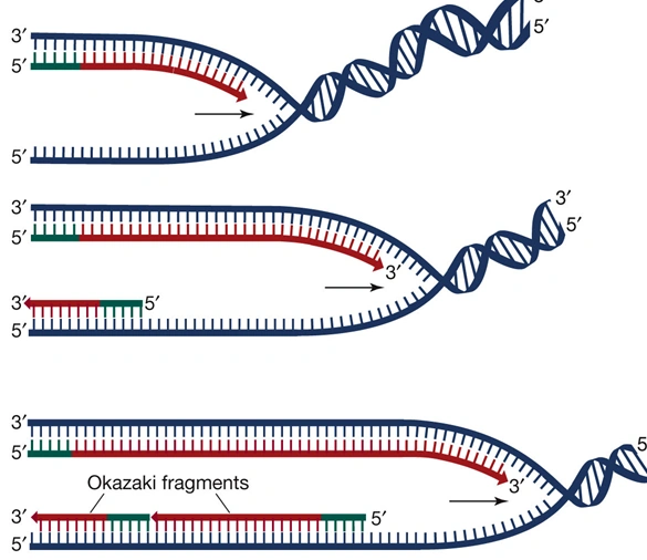 Image Dna replication.png VIA Revision Wiki FANDOM powered by Wikia