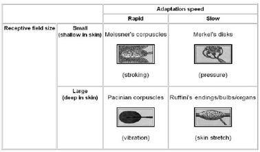 Receptors
