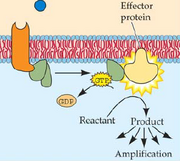 G linked protein