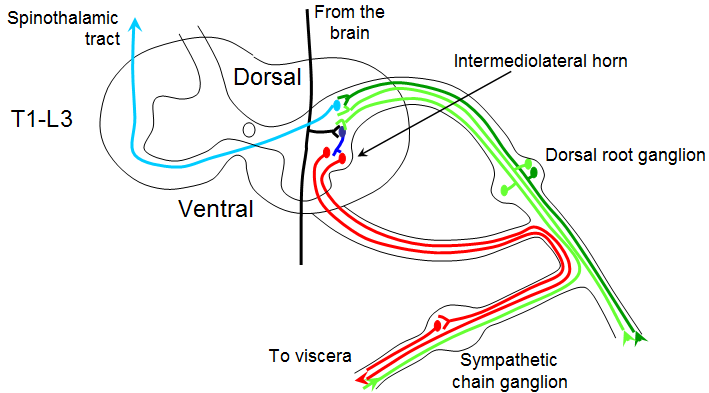 Overview of autonomic nervous system | VIA Revision Wiki | FANDOM