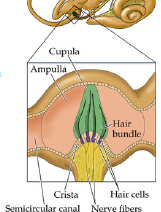 Upula