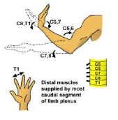 Principle muscle3