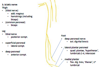 Nerves