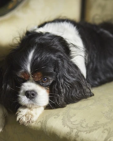 companion dogs victoria