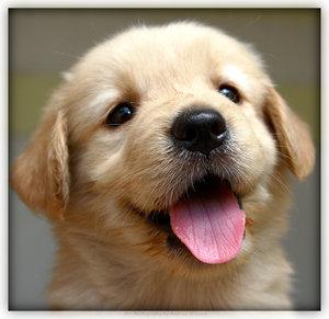 Image result for cute puppy