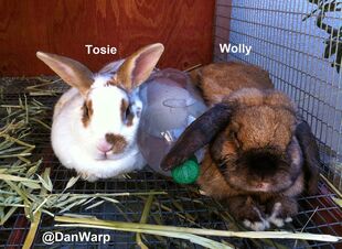 DanWarp's Bunnies