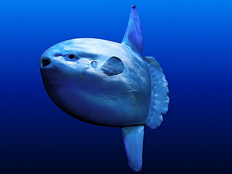 Image Mola mola.jpg Victory Road Wiki FANDOM powered by Wikia