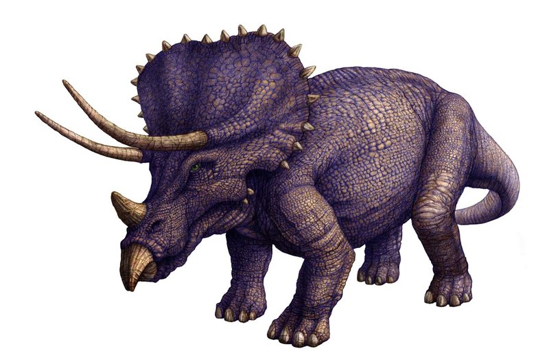 one horned triceratops