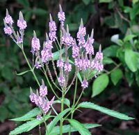 Vervain Verbena Officinalis