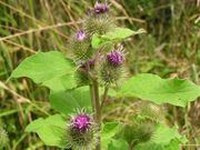 Arctium-lappa-Burdock-wild-edible