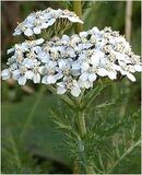 Achillea-millefolium 250x250