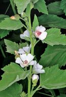 560x819xjpg L Althaea officinalis e un erbacea perenne cespitosa di 40-120 cm c Giuseppe Mazza.jpg.pagespeed.ic.c eXnrV932