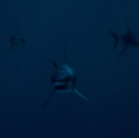 Mako Sharks Deep Blue Sea Villains Wiki Fandom