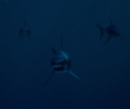 Mako Sharks (Deep Blue Sea) | Villains Wiki | FANDOM powered by Wikia
