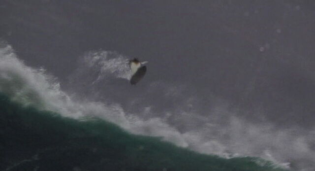File:Surfsup-disneyscreencaps.com-8305.jpg