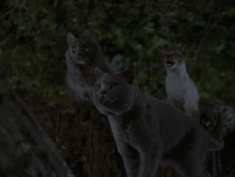 Image Smokey, unnamed gray cat and Lucky.jpg Villains Wiki FANDOM