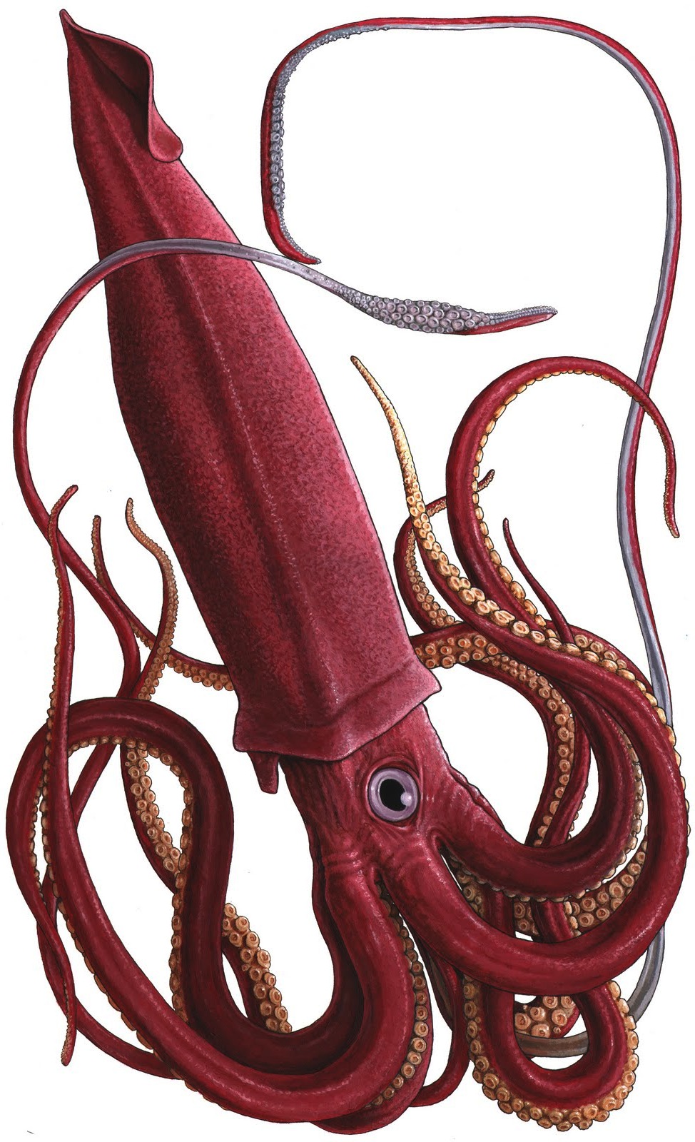 squid villains wiki fandom powered by wikia