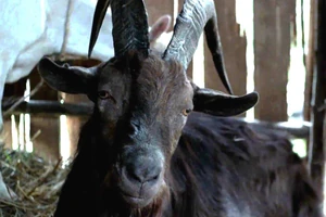 Blackphillip.jpg (222 KB) Blackphillip