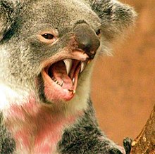 Dropbear