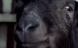 The-witch-goat 0.jpg (73 KB) The-witch-goat 0