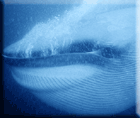 Whale