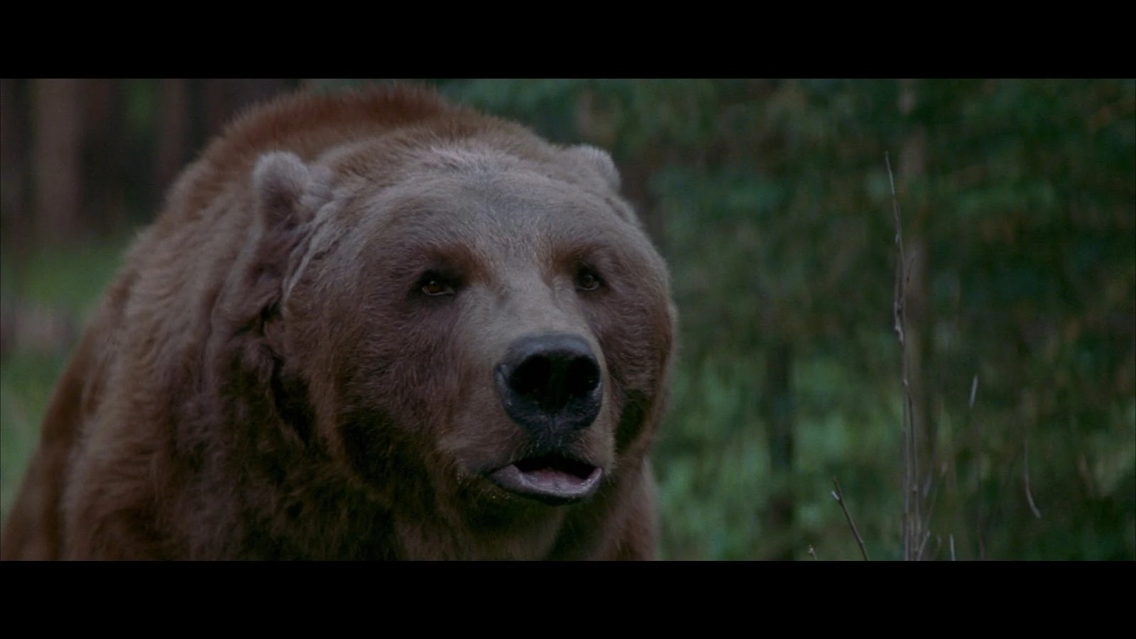 Kodiak Bear Villains Wiki FANDOM powered by Wikia