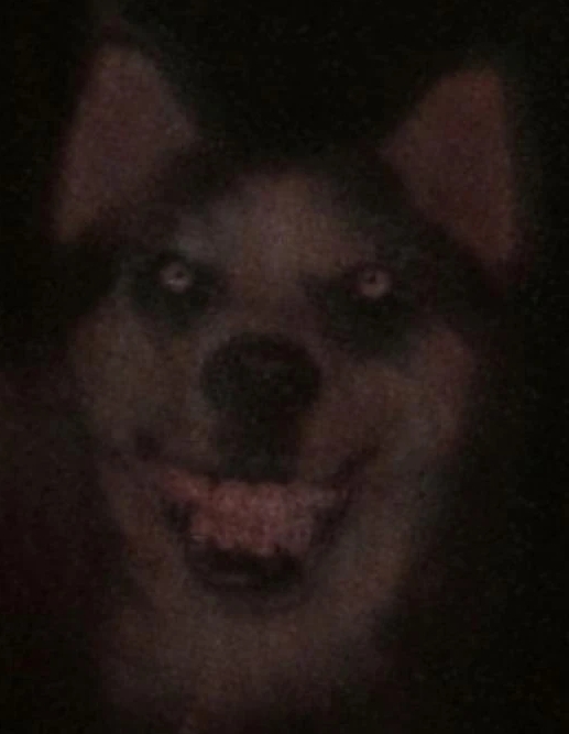 Smile dog /dog.jpg [Creepypasta Original] Latest?cb=20170827000451