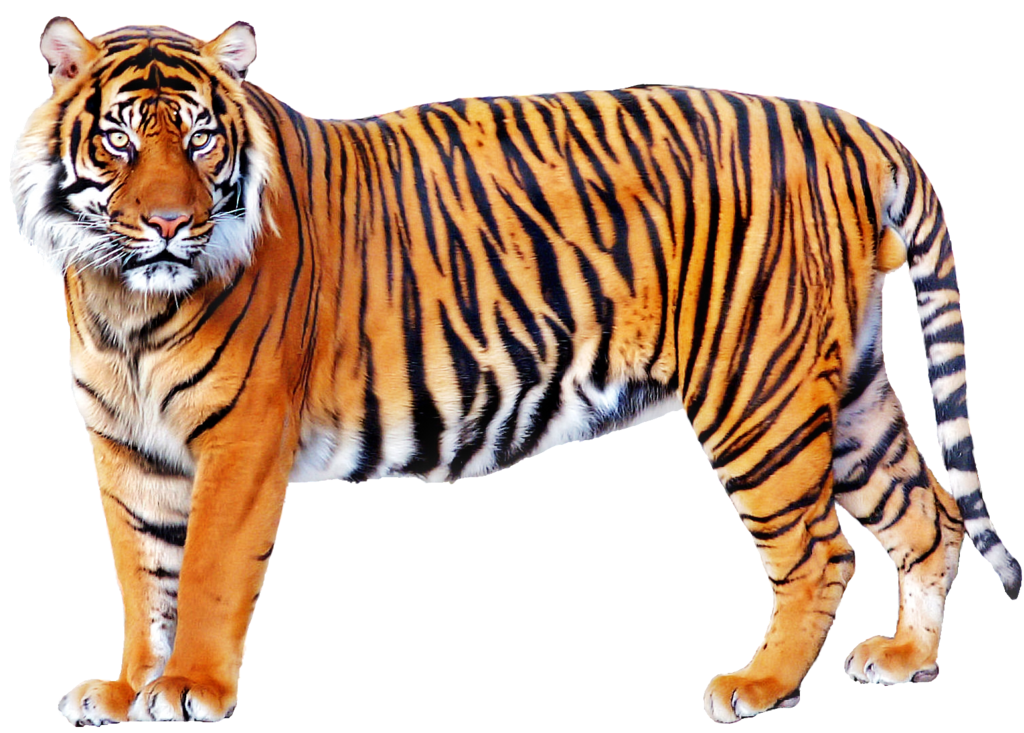 image tiger png villains wiki fandom powered by wikia