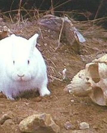 Rabbit Of Caerbannog Villains Wiki Fandom