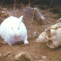 Rabbit Of Caerbannog Villains Wiki Fandom