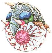 Alpha Metroid
