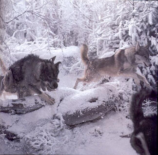 Jadis' Wolves