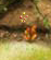 Berry glitch