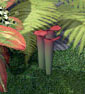 Pitcherplant