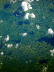 Primordialalgae