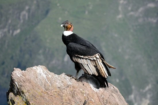 Cóndor | Vivanco Wiki | Fandom