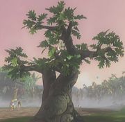 Oak
