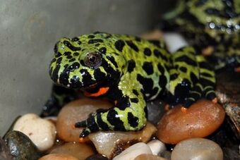 fire belly toad temperature