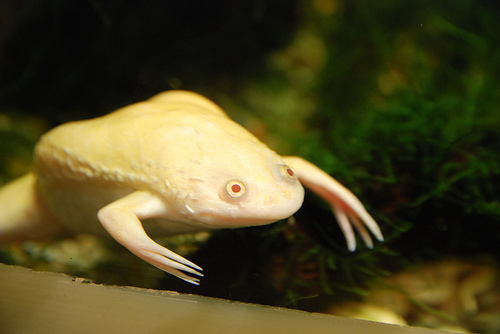 African Clawed Frog | Vivarium Wiki | FANDOM powered by Wikia