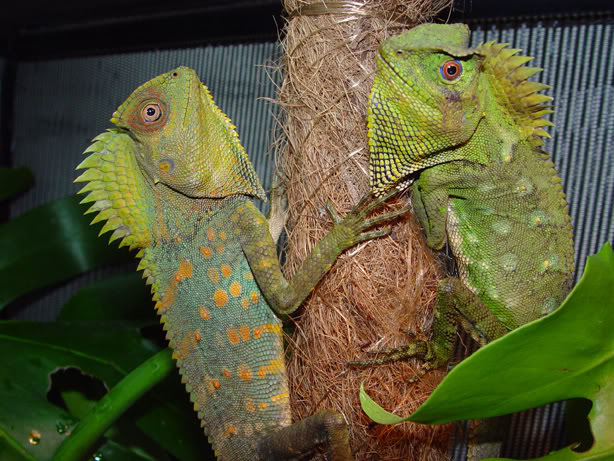 Chameleon Forest Dragon | Vivarium Wiki | FANDOM powered by Wikia