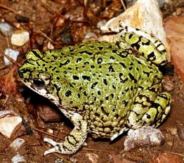 American Green Toad 1
