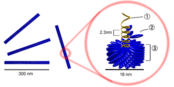 350px-Tobacco mosaic virus structure