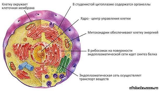 План строения клетки