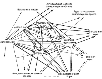 Amygd nuclei connect rus