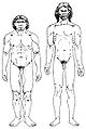 Ihomosapiens small