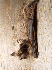 Vespertilio murinus 2