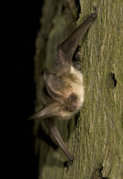 Plecotus austriacus