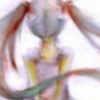 Tsugihagi Staccato