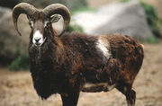 Muflon